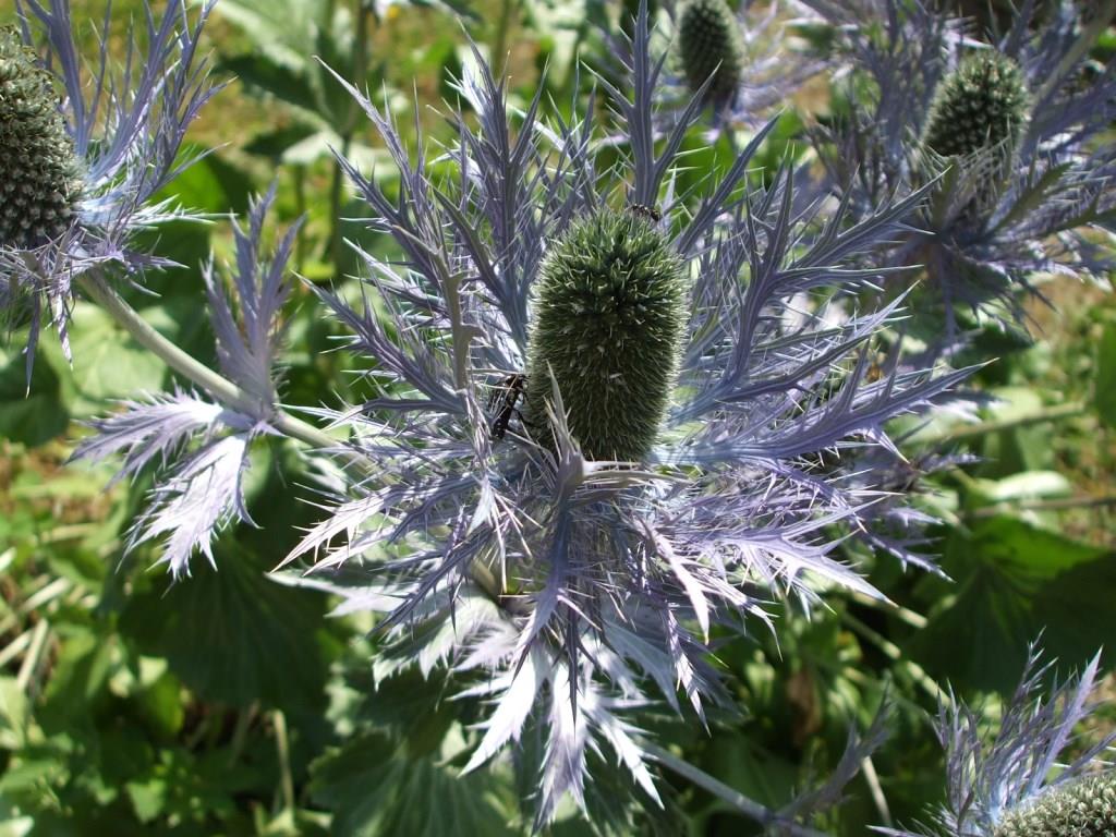 eryngium alpinum 017.JPG