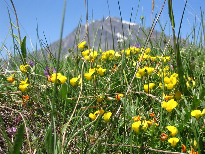 Fiori gialli e Cima Clayrì