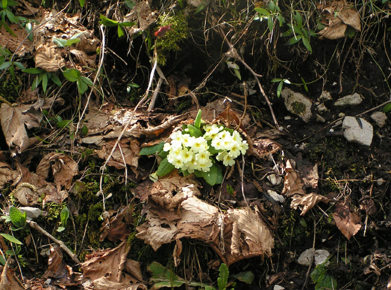 fiori.di.primavera-0818.jpg