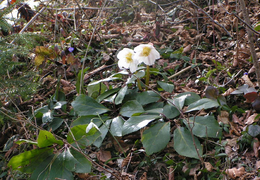 primavera.in Val.Pentina-0821.jpg