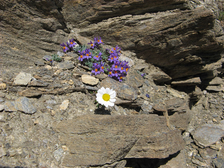 Fiori alpini al Moncenisio