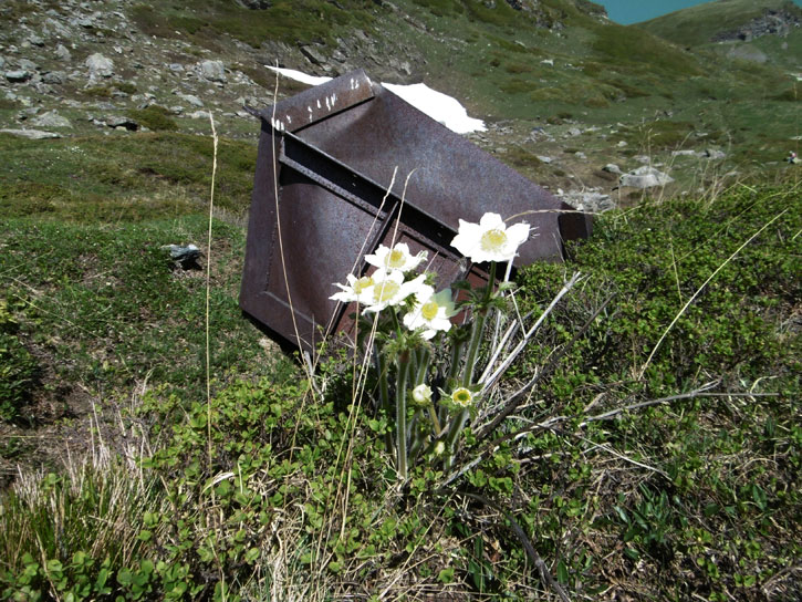 Fiori e porta-garitta al Moncenisio