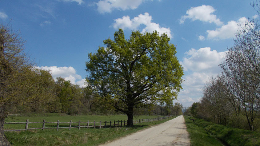 12 aprile 2016 Parco La Mandria-Scorcio