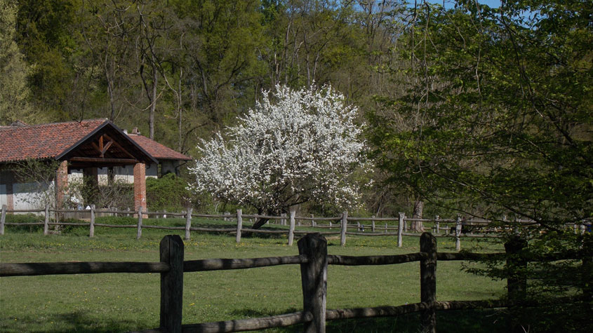 14 aprile 2016 Parco La Mandria-Il melo di cascina Romitaggio