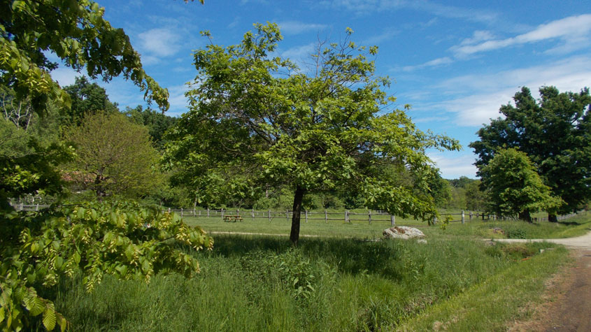 2 maggio 2016 Parco La Mandria-Scorcio verso la cascina Romitaggio