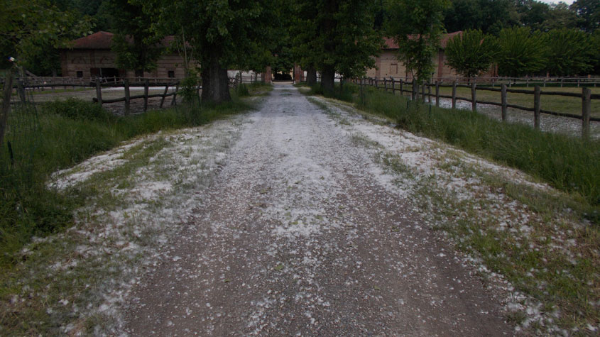 14 maggio 2016 Parco La Mandria-Non è neve