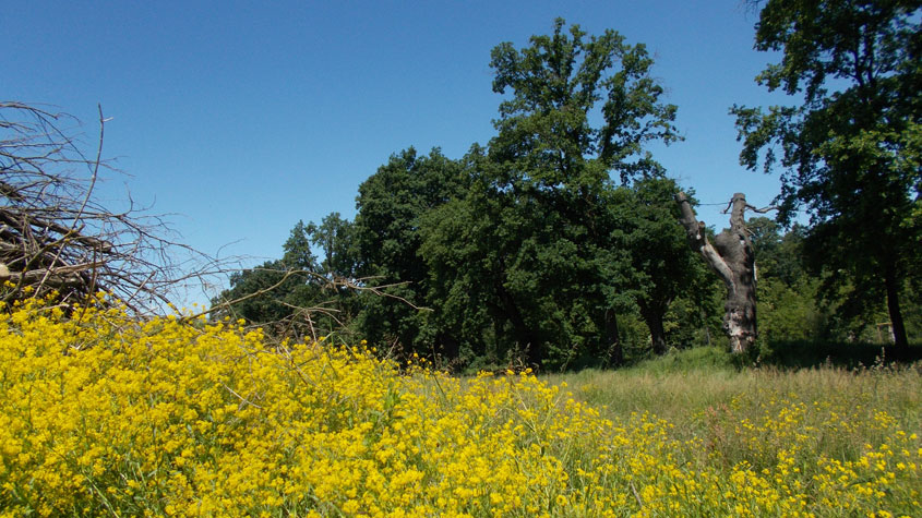 24 maggio 2016 Parco La Mandria-Scorcio