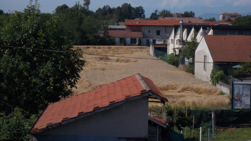 24 luglio 2016 San Francesco al Campo-Campo di grano e spighe piegate