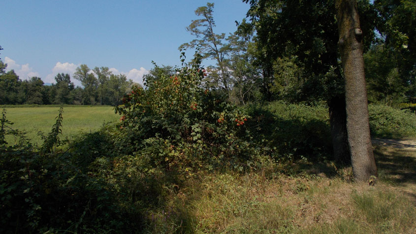 14 agosto 2016 Parco La Mandria-Scorcio