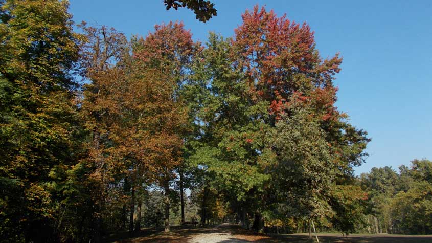 Parco La Mandria 18 ottobre 2016-Scorcio di inizio autunno