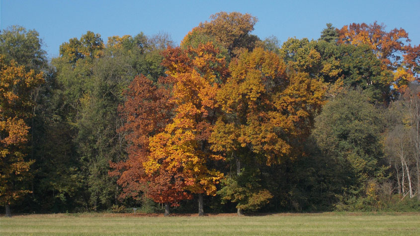 31 ottobre 2016 Parco La Mandria-Scorcio