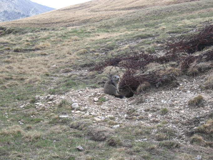 Francia-Altopiano dei Gondrans-Marmotta ,relativo ingresso della tana e matassa di filo spinato