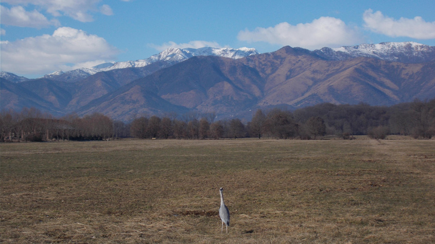 16 gennaio 2017 Parco La Mandria-Scorcio verso le Alpi