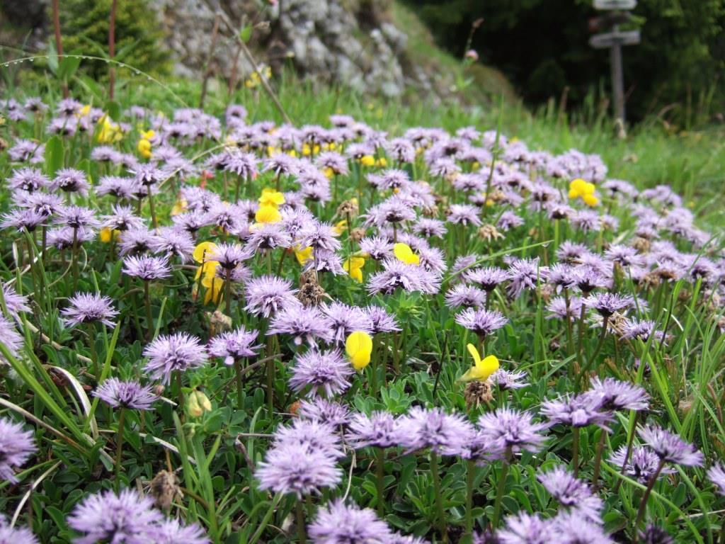 globularia nudicaulis.JPG