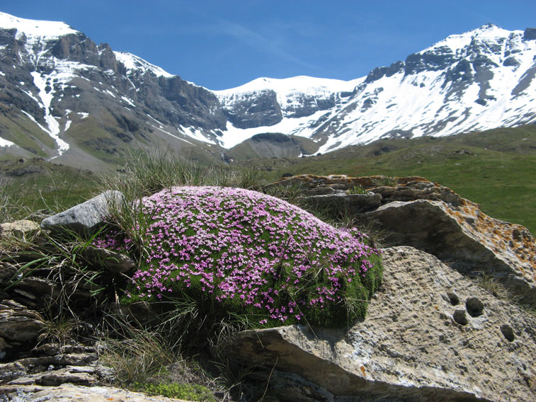 Silene Acaulis-Moncenisio