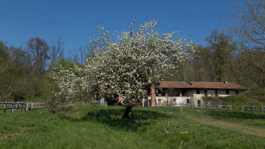 6 aprile 2017 Parco La Mandria-Il melo di Cascina Romitaggio