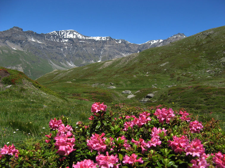 Moncenisio-Rododendri in fiore