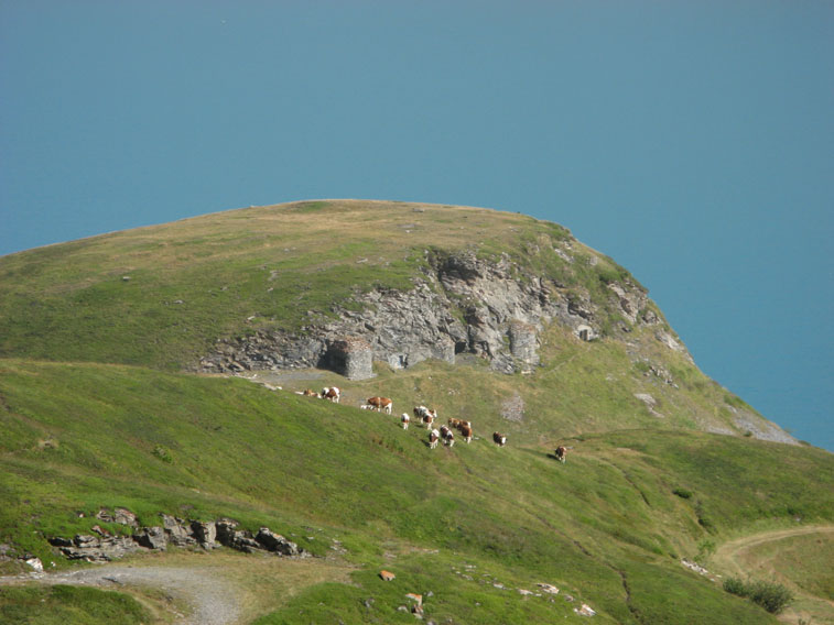 Moncenisio-Pascolo in vista del Centro 14