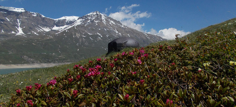 Moncenisio-Rododendri