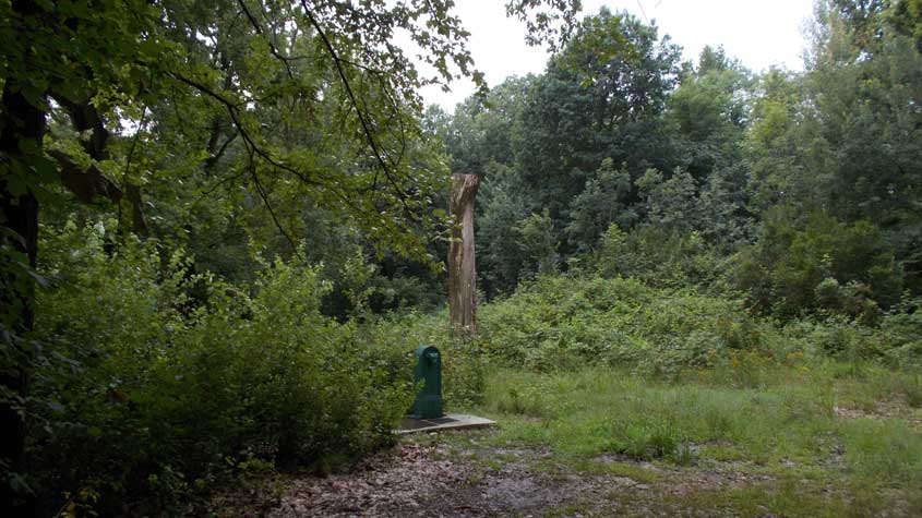 11 luglio 2017  Parco La Mandria-Scorcio