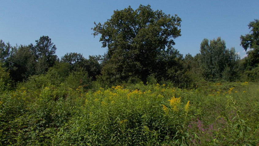 2 agosto 2017 Parco La Mandria-Scorcio nel verde