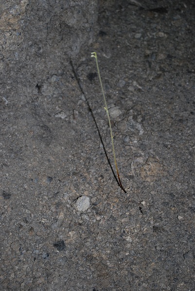DSC_0488.JPG