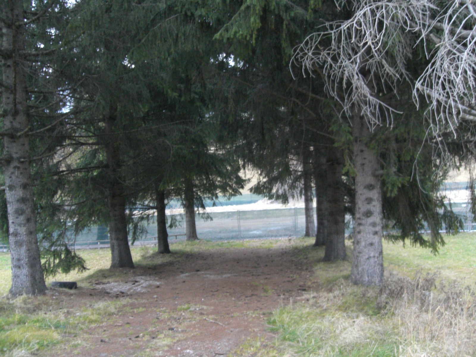 quel che resta dell'ingresso principale, che restino almeno gli alberi