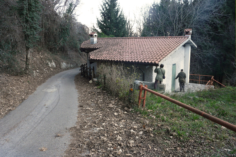 Peonis.jpg