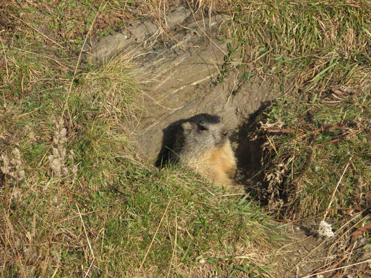 Non siamo proprio soli,il fischio di questa marmota sembra augurarci buona giornata.