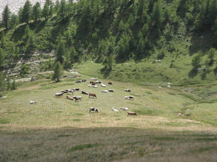 Mentre un poco più in basso alcune mucche pascolano tranquillamente