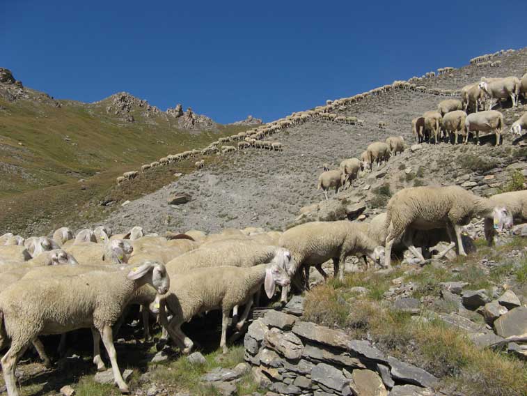 Dobbiamo passare attraverso questo gregge,fortunatamente le pecore sono animali docili e mansueti