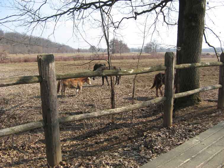 18 febbraio 2013-Cavalli al pascolo nel Parco della Mandria