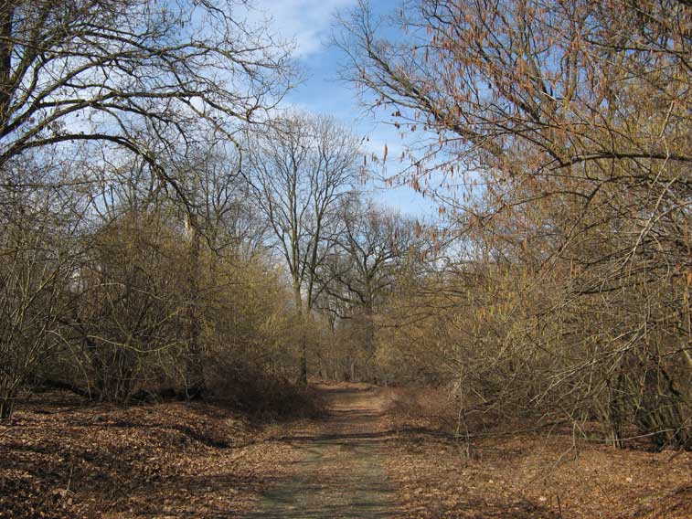 10 marzo 2013 Parco della Mandria-Aspettando la primavera