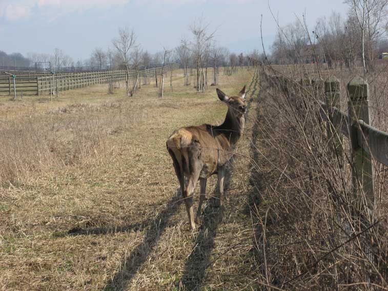 10 marzo 2013 Parco della Mandria-Gianfranco,Graziella e...........salutano gli amici del VECIO