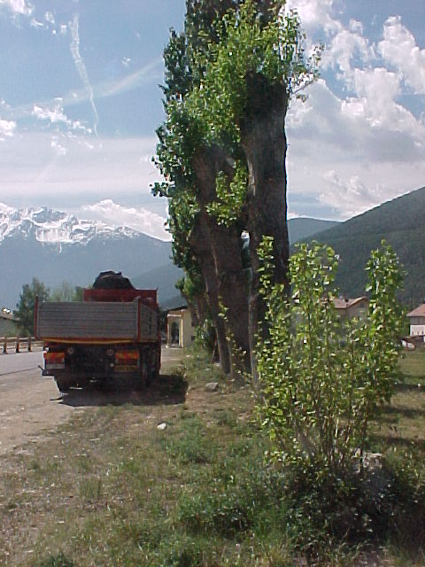 Gli stessi alberi nel parcheggio ex Cas. Petiti di Roreto sabato 12 mag 2007.JPG