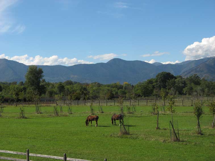 11 Ottobre 2013-Cavalli al pascolo alla Mandria