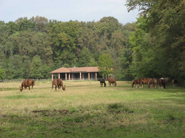 13 Ottobre 2013-Parco La Mandria-Pascolo alla cascina Vittoria