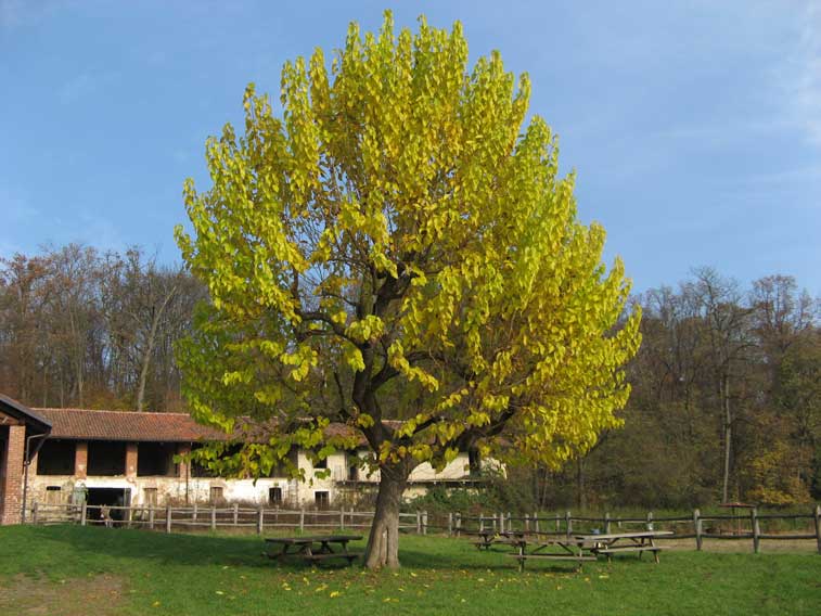 17 novembre 2013 Parco La Mandria-Colori autunnali alla cascina Romitaggio