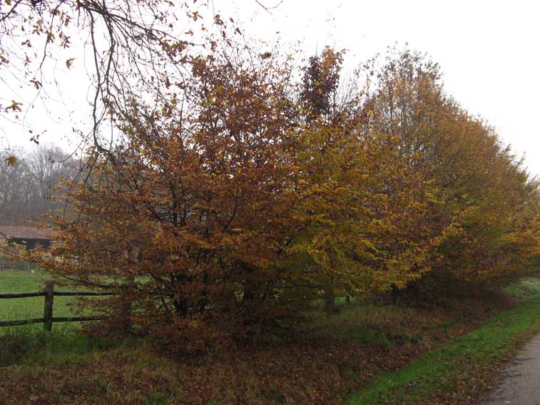 18 novembre 2013 Autunno in Mandria