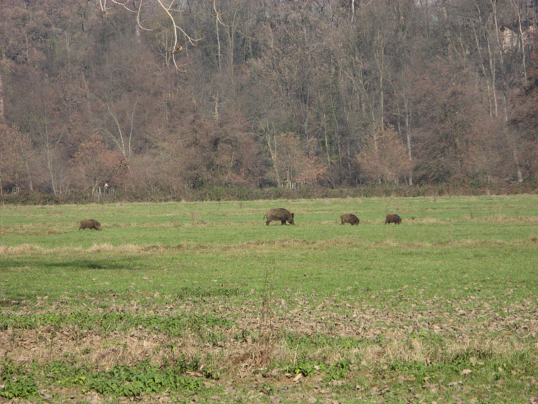 29 novembre 2013 Parco La Mandria-La famiglia Cinghiale a pranzo