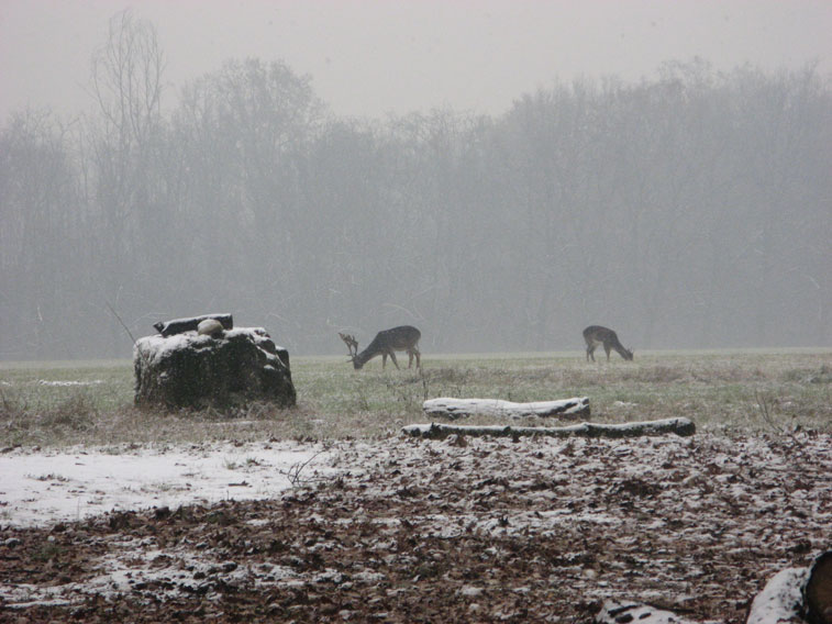 30 novembre 2013 Parco La Mandria-Daini al pascolo