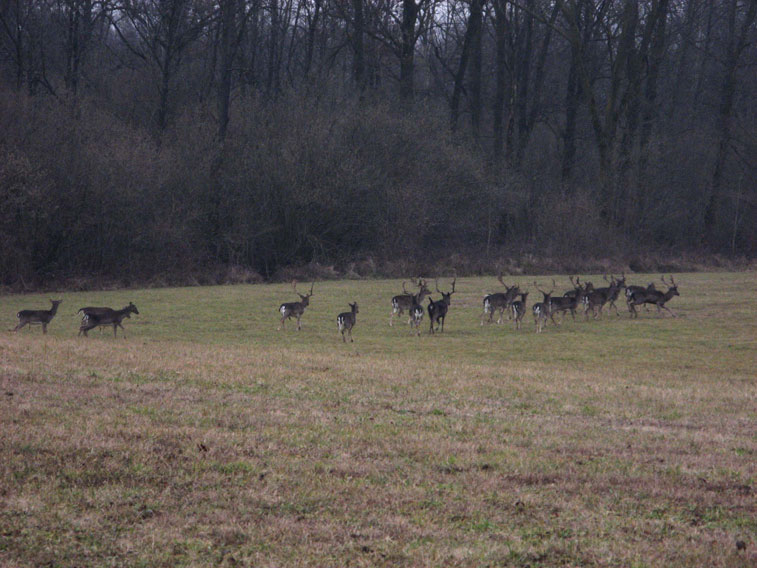 16 gennaio 2014 Parco La Mandria-Daini al pascolo