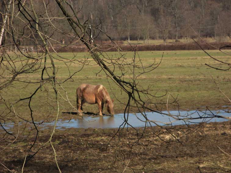 25 gennaio 2014-Parco La Mandria
