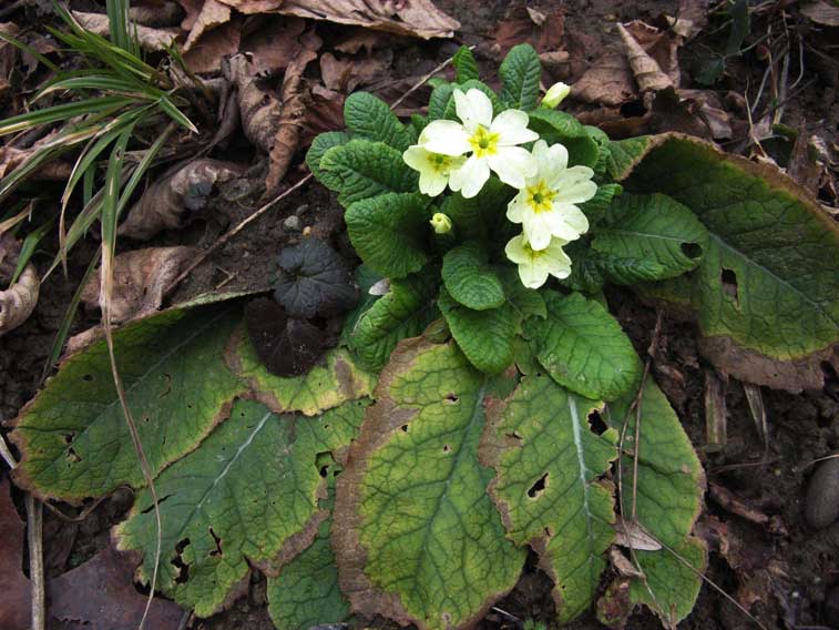 1° Febbraio 2014 Parco La Mandria-Primula precoce