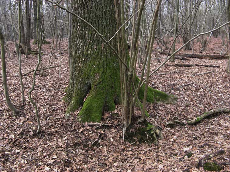 15 febbraio 2014 Parco La Mandria-Il muschio ci indica il Nord