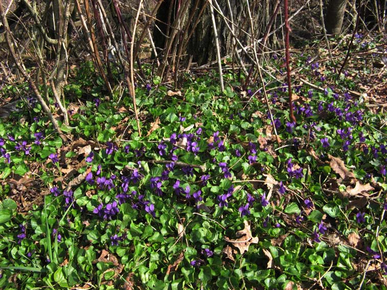 9 marzo 2014-Viole al Parco La Mandria