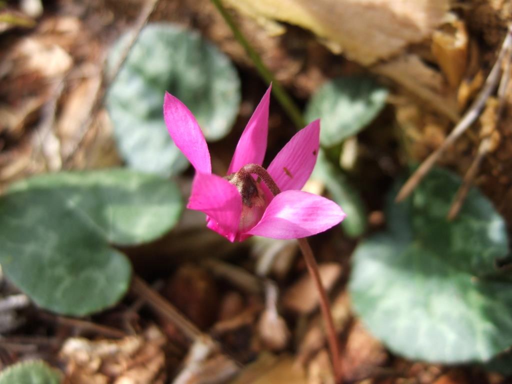 cyclamen purpurescens 043.JPG