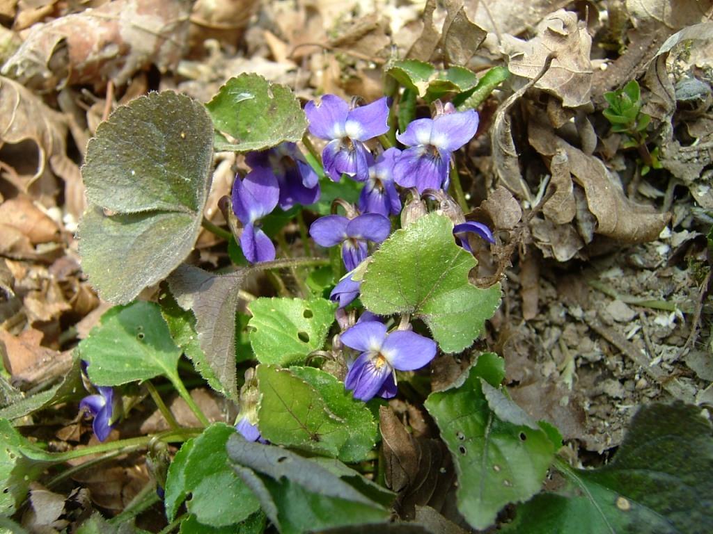 viola reichenbachiana 030.jpg