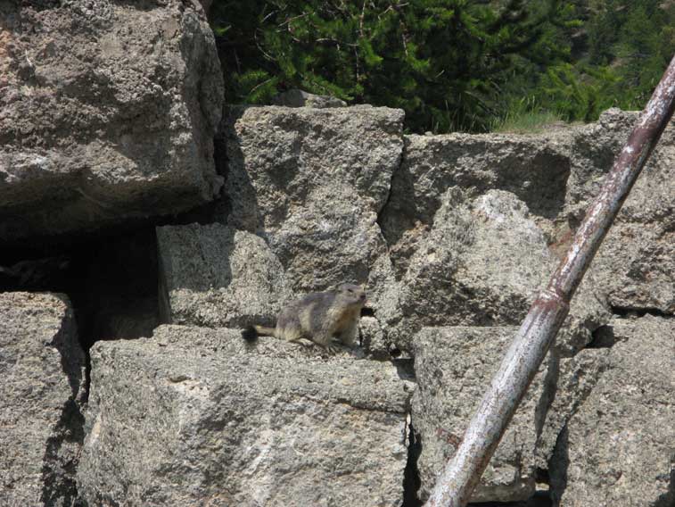 Monti della Luna(Cesana Torinese)Marmotta