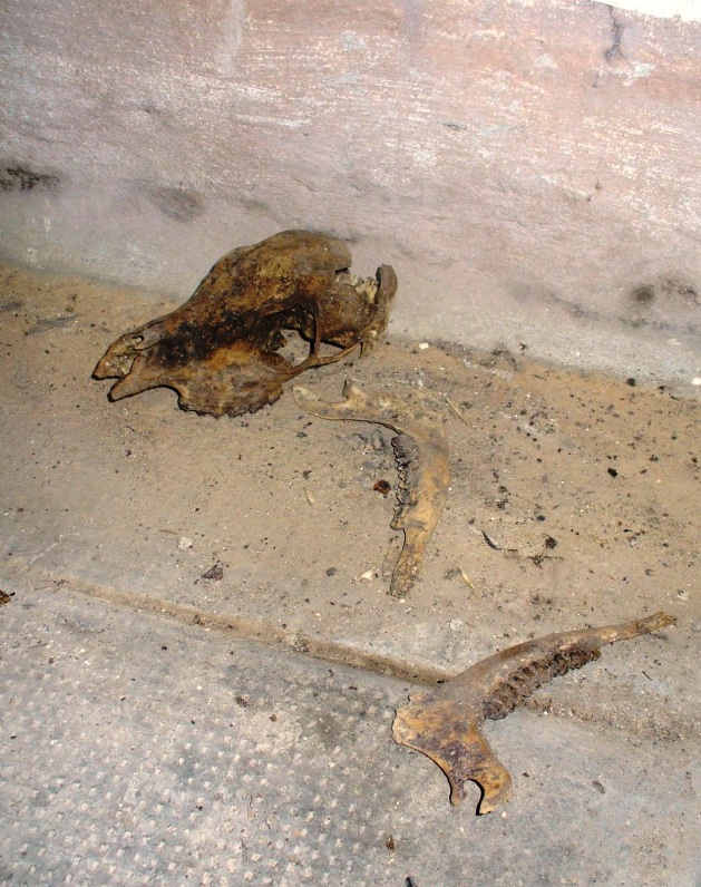 Teschio di ruminante